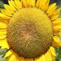 Heirloom Baby Girl Giant Face Yellow Sunflowers 30 Seeds