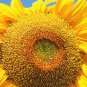 Heirloom Baby Girl Giant Face Yellow Sunflowers 30 Seeds