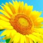 Heirloom Baby Girl Giant Face Yellow Sunflowers 30 Seeds