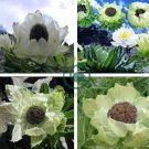Saussurea involucrata semillas - Flower Plant  60 Seeds