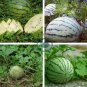 Heirloom Green White Big Sweet Watermelon 20 Seeds