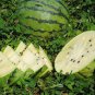 Heirloom Green White Big Sweet Watermelon 20 Seeds