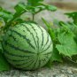 Heirloom Green White Big Sweet Watermelon 20 Seeds