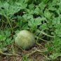 Heirloom Green White Big Sweet Watermelon 20 Seeds
