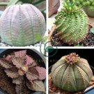 Euphorbia obesa Basketball Sea Urchin Bonsai 200 Seeds