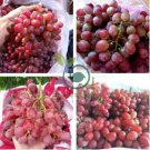 'Little Bee' Sweet Pink Grape 60 Seeds