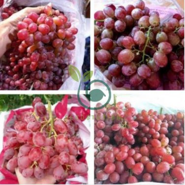 'Little Bee' Sweet Pink Grape 60 Seeds