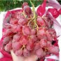 'Little Bee' Sweet Pink Grape 60 Seeds