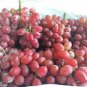 'Little Bee' Sweet Pink Grape 60 Seeds