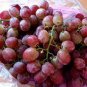 'Little Bee' Sweet Pink Grape 60 Seeds