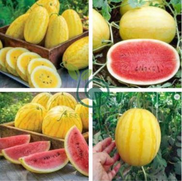 Yellow Skin Red Watermelon 100 Seeds