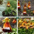 Calceolaria Uniflora Bonsai Flowers 200 Seeds