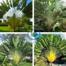 Ravenala madagascariensis 20 Seeds