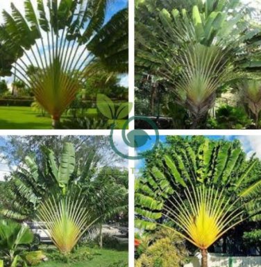 Ravenala madagascariensis 20 Seeds
