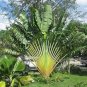 Ravenala madagascariensis 20 Seeds