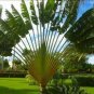Ravenala madagascariensis 20 Seeds