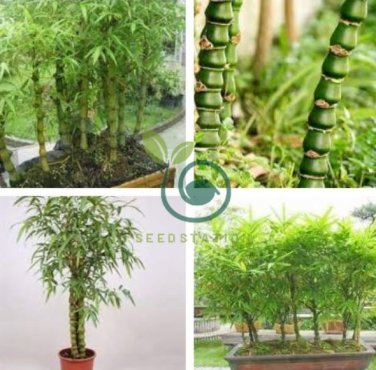 Buddha Bamboo  Bonsai Ornamental Plants 200 Seeds