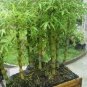 Buddha Bamboo  Bonsai Ornamental Plants 200 Seeds
