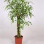 Buddha Bamboo  Bonsai Ornamental Plants 200 Seeds