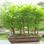 Buddha Bamboo  Bonsai Ornamental Plants 200 Seeds