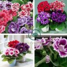 Sinningia Speciosa Mixed 20 Seeds