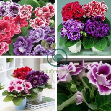 Sinningia Speciosa Mixed 20 Seeds