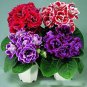 Sinningia Speciosa Mixed 20 Seeds