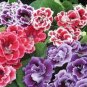 Sinningia Speciosa Mixed 20 Seeds
