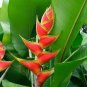 Rare Color Succulent Heliconia Plants 400 Seeds