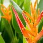 Rare Color Succulent Heliconia Plants 400 Seeds