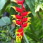 Rare Color Succulent Heliconia Plants 400 Seeds