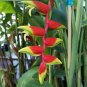 Rare Color Succulent Heliconia Plants 400 Seeds