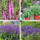 Bonsai Vanilla Fragrant Flowers Edible Salvia Japonica Bonsai 200 Seeds