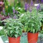 Bonsai Vanilla Fragrant Flowers Edible Salvia Japonica Bonsai 200 Seeds