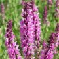 Bonsai Vanilla Fragrant Flowers Edible Salvia Japonica Bonsai 200 Seeds