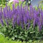 Bonsai Vanilla Fragrant Flowers Edible Salvia Japonica Bonsai 200 Seeds