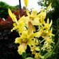 Dendrobium Orchid Flower Garden 200 Seeds