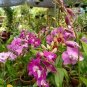 Dendrobium Orchid Flower Garden 200 Seeds