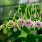 Dendrobium Orchid Flower Garden 200 Seeds