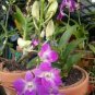 Dendrobium Orchid Flower Garden 200 Seeds