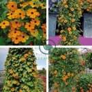 Climbing Flowers Black-Eyed Susan Bonsai Thunbergia Alata Flower 200 Seeds