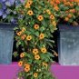 Climbing Flowers Black-Eyed Susan Bonsai Thunbergia Alata Flower 200 Seeds