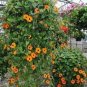 Climbing Flowers Black-Eyed Susan Bonsai Thunbergia Alata Flower 200 Seeds