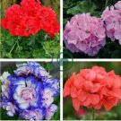 Deep Red Geranium Bonsai Pretty Charming Flower 40 Seeds