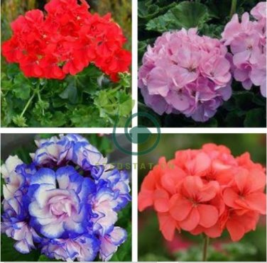 Deep Red Geranium Bonsai Pretty Charming Flower 40 Seeds