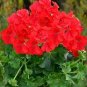 Deep Red Geranium Bonsai Pretty Charming Flower 40 Seeds