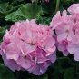 Deep Red Geranium Bonsai Pretty Charming Flower 40 Seeds