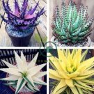 Rainbow Aloe Bonsai Mixed Excellent Succulent Plants 400 Seeds