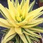 Rainbow Aloe Bonsai Mixed Excellent Succulent Plants 400 Seeds