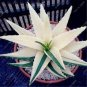 Rainbow Aloe Bonsai Mixed Excellent Succulent Plants 400 Seeds